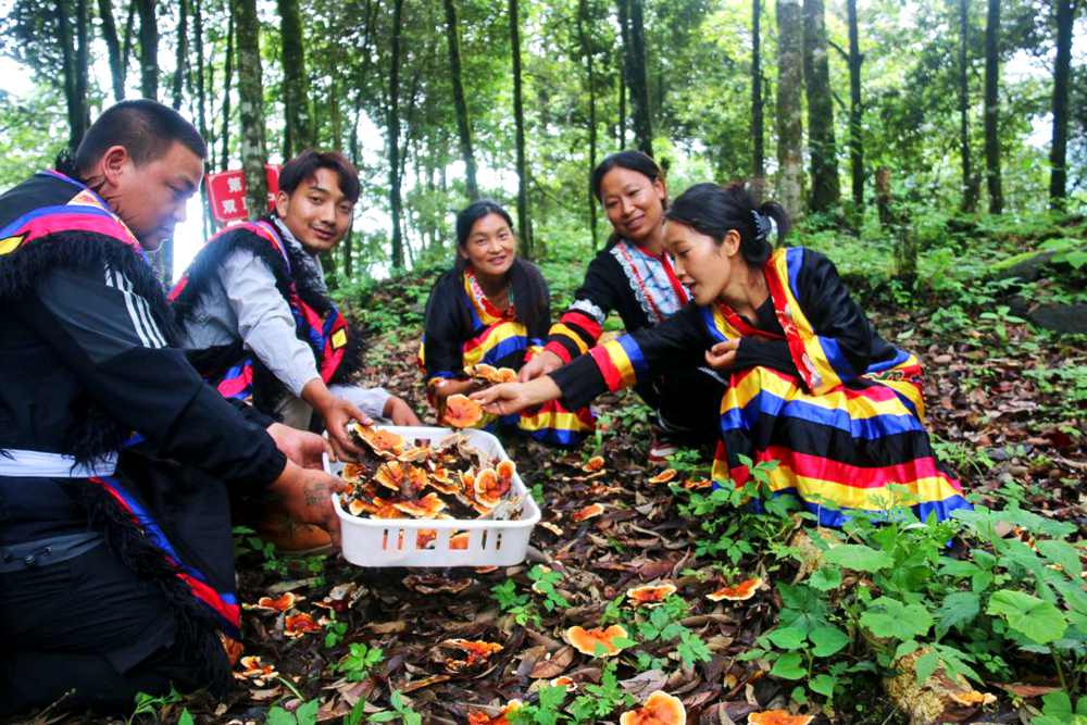 村民采摘林芝。次仁央宗攝