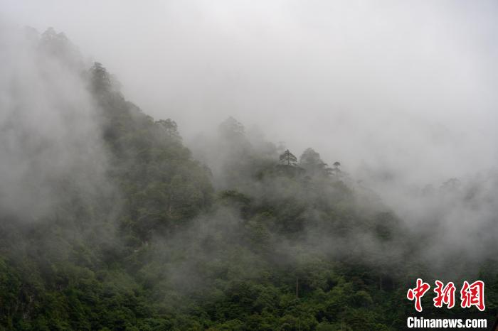 雨后勒布溝的云霧?！〗w波 攝