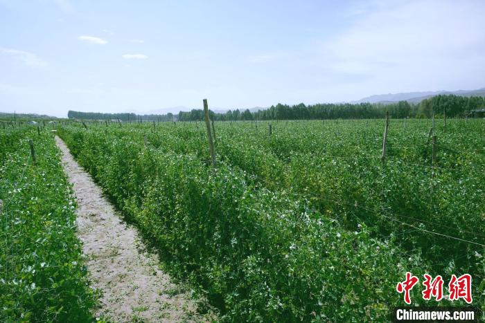天祝縣高原綠色(有機(jī))蔬菜基地種植的食用莢豆。　闕道華 攝