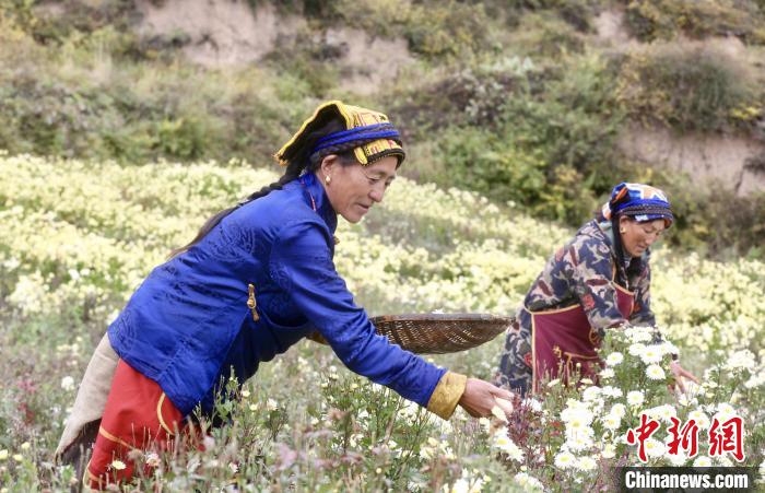 黑水村民在采摘杭白菊。桐鄉(xiāng)市宣傳部提供