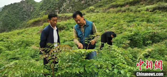 圖為張金利調(diào)研適合阿拉村種植的農(nóng)作物，經(jīng)過不斷改良技術(shù)后，產(chǎn)量大大提高。(資料圖)甘肅省水利廳供圖