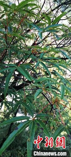 被稱(chēng)為植物界“大熊貓”的五小葉槭植物?！】刀ㄊ形麄鞑抗﹫D