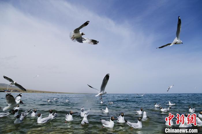 圖為水鳥在青海湖飛翔。　馬銘言 攝