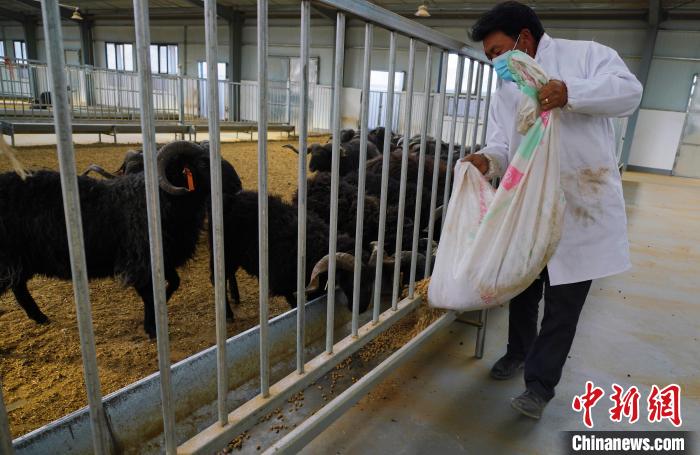 圖為飼養(yǎng)員給黑藏羊喂食?！●R銘言 攝