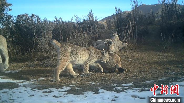 圖為紅外相機拍攝到的猞猁?！∑钸B山國家公園青海省管理局供圖