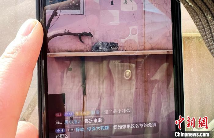 圖為雪豹“奶爸”史壽軍正在直播?！●R銘言 攝