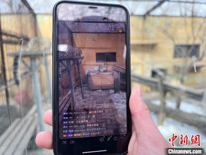 圖為雪豹“奶爸”史壽軍正在直播?！●R銘言 攝