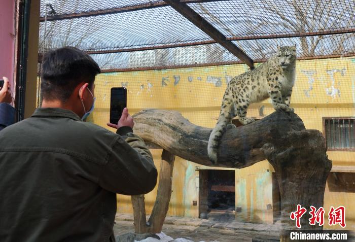 圖為雪豹“奶爸”史壽軍正在直播。　馬銘言 攝