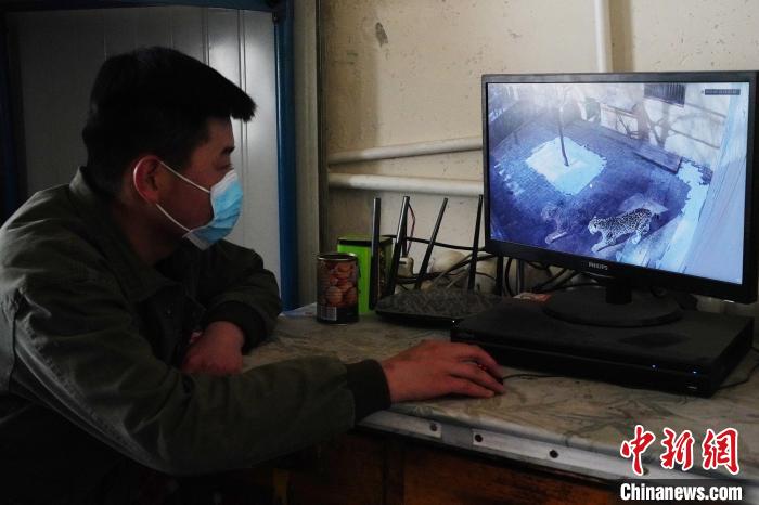 圖為雪豹“奶爸”史壽軍通過監(jiān)控察看雪豹情況?！●R銘言 攝