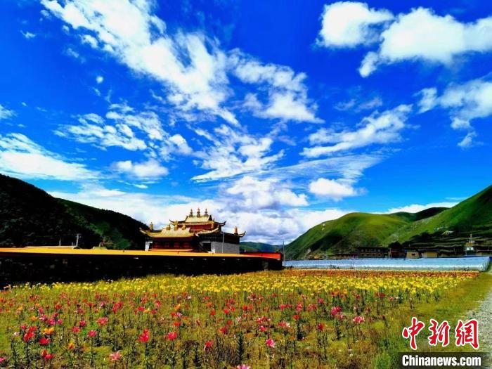 近百畝百合花競相開放，景色誘人?！∪捞量h委宣傳部供圖