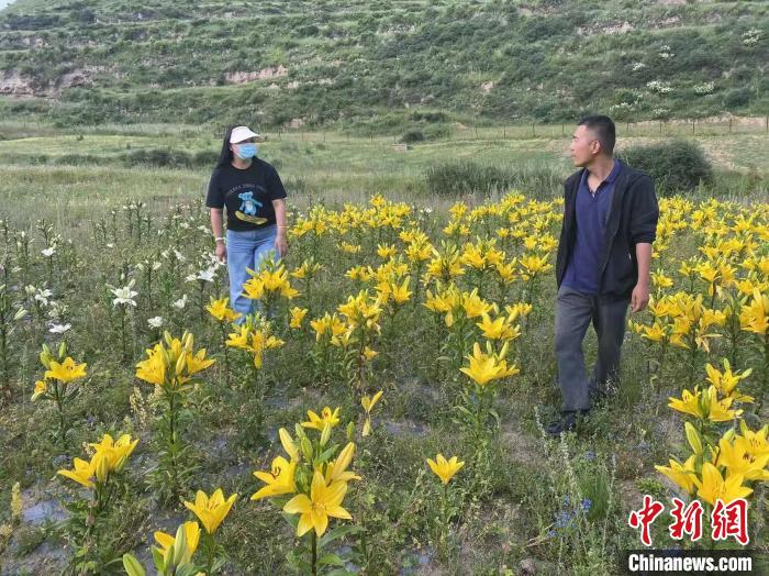 村民采摘百合花。　壤塘縣委宣傳部供圖