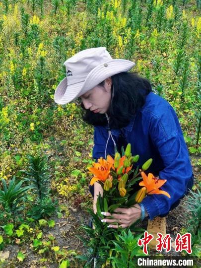 村民采摘百合花?！∪捞量h委宣傳部供圖