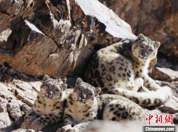 青海都蘭：雪豹、兔猻等多種珍稀野生動物亮相