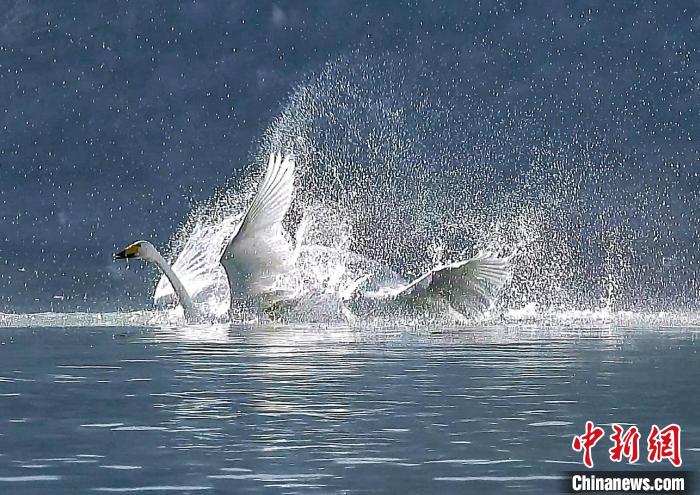 圖為大天鵝在水中嬉戲?！黎?攝