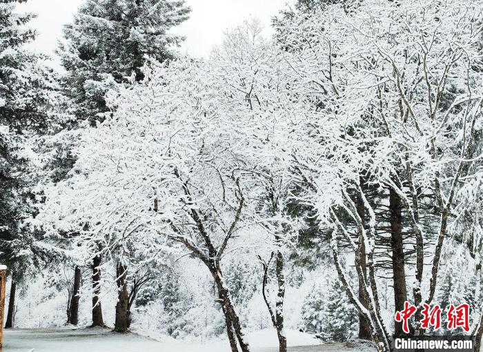 大熊貓國(guó)家公園王朗片區(qū)春雪如畫，宛若仙境。　羅春平 攝