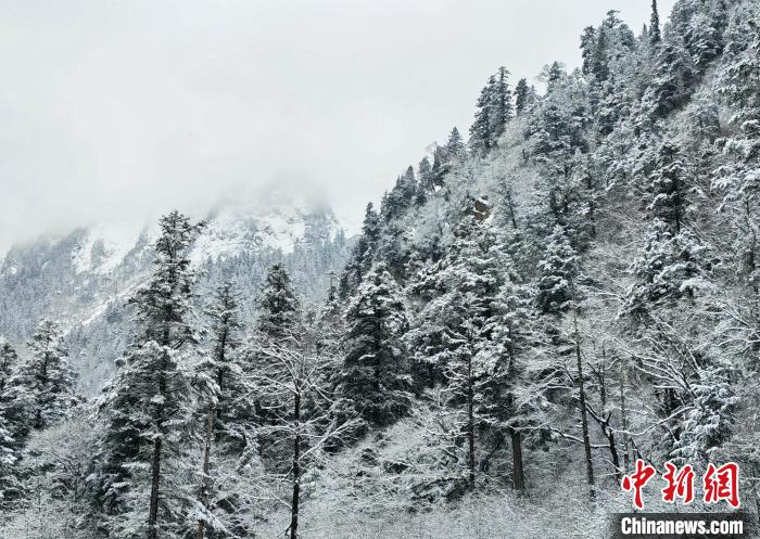 大熊貓國(guó)家公園王朗片區(qū)春雪如畫，宛若仙境。　羅春平 攝