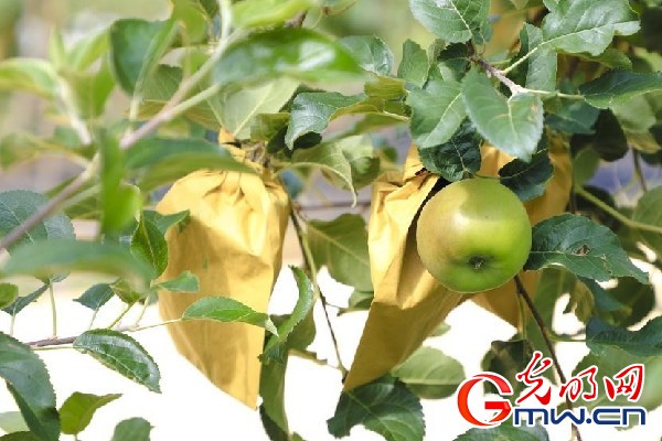 我們的家園｜小蘋果帶動(dòng)大產(chǎn)業(yè)，帶你看看這座阿壩州小村的鄉(xiāng)村振興新模式
