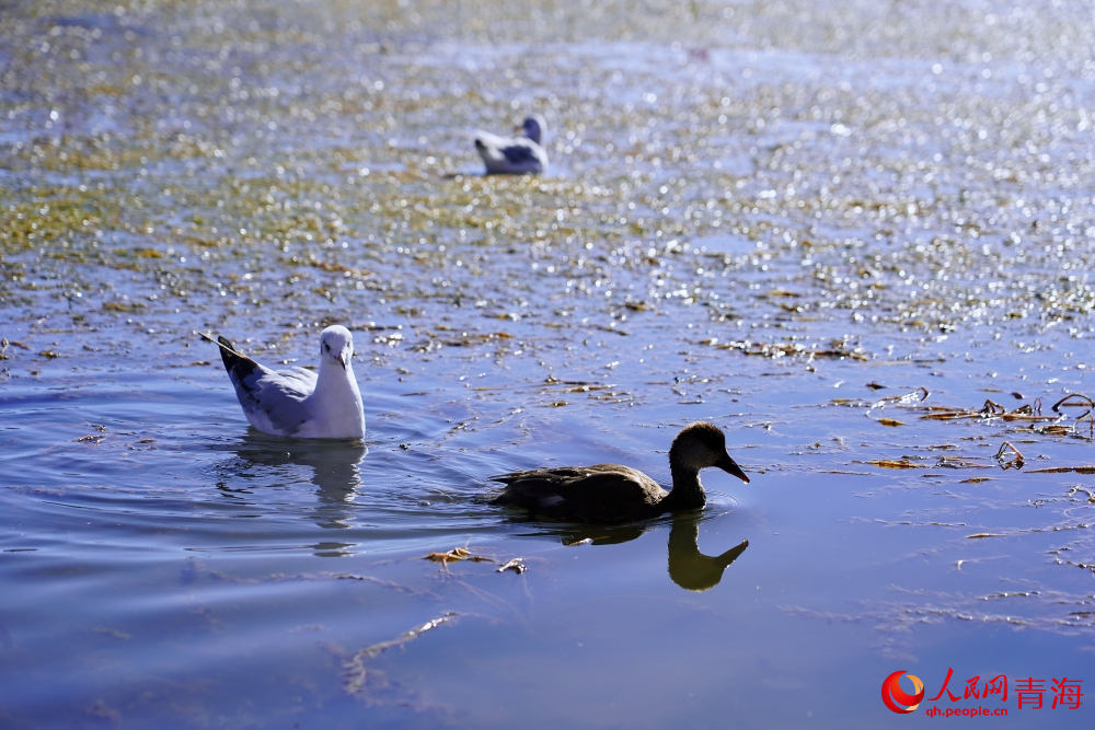 可魯克湖的水鳥(niǎo)。人民網(wǎng) 陳明菊攝
