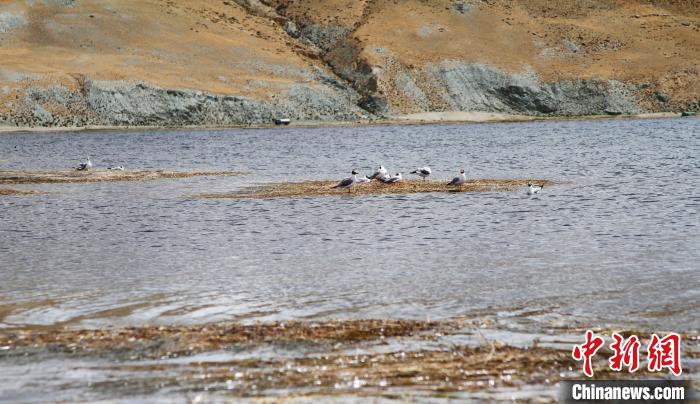 圖為瑪旁雍錯濕地棲息的水鳥?！≮w朗 攝