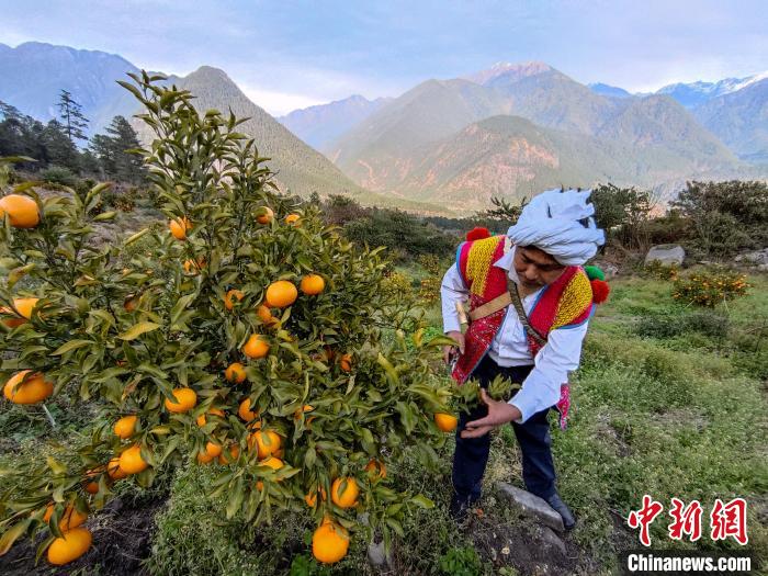 林芝下察隅鎮(zhèn)京都村101畝耙耙柑豐收?！〗w波 攝