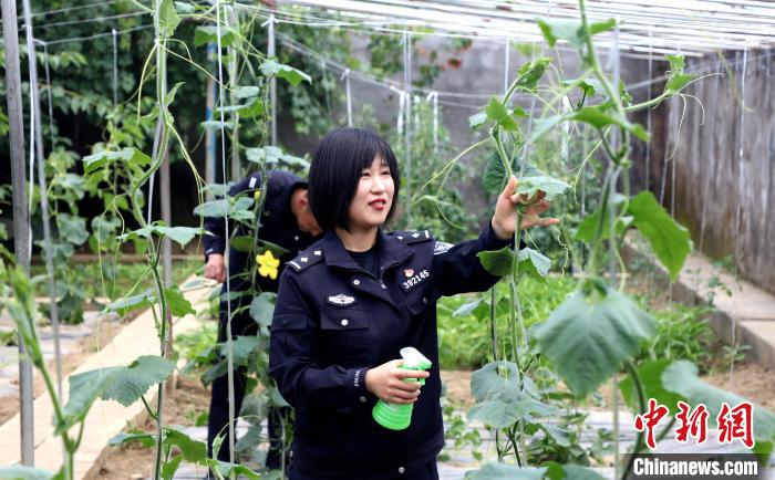 圖為李冬雪在溫室大棚里勞作?！∥鞑爻鋈刖尺叿罊z查總站供圖