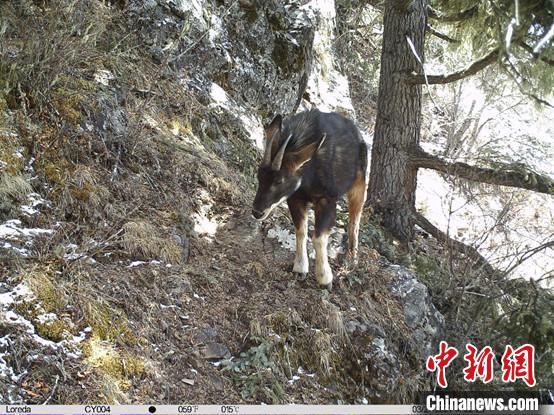 圖為相同位點(diǎn)記錄到的國家二級(jí)重點(diǎn)保護(hù)野生動(dòng)物—中華鬣羚。　中國科學(xué)院昆明動(dòng)物研究所提供