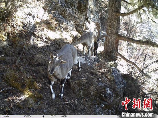 圖為相同位點(diǎn)記錄到的雪豹主要獵物—巖羊?！≈袊茖W(xué)院昆明動(dòng)物研究所提供