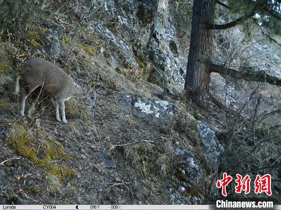 圖為相同位點(diǎn)記錄到的國家一級(jí)重點(diǎn)保護(hù)野生動(dòng)物—馬麝。　中國科學(xué)院昆明動(dòng)物研究所提供