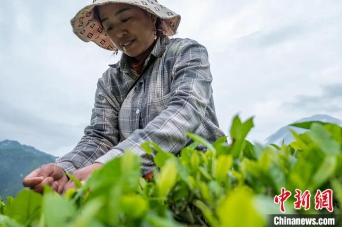 圖為墨脫縣背崩鄉(xiāng)門巴族民眾采摘茶葉。