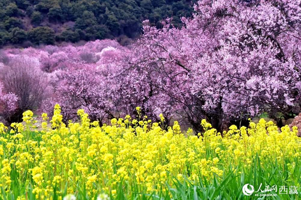 桃花與油菜花交相輝映。人民網(wǎng) 李海霞攝