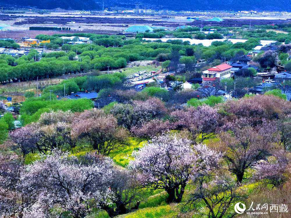 漫山開放的野桃花。人民網(wǎng) 李海霞攝