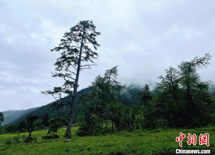 6月10日，魯朗小鎮(zhèn)高山牧場景區(qū)風(fēng)光。　冉文娟 攝
