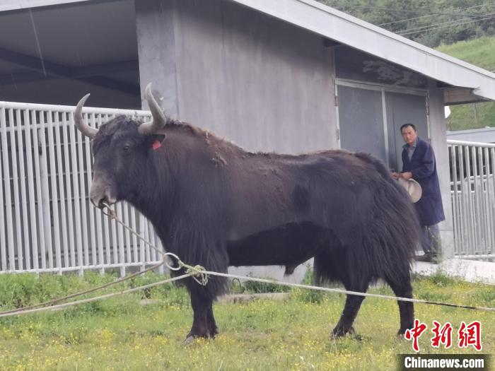探訪全國(guó)最大牦牛產(chǎn)學(xué)研基地：“大通牦?！备牧己笠峒s180萬(wàn)頭