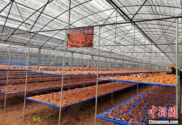圖為紅太陽科技示范家庭農(nóng)場采收的靈芝?！∑酱胪喙﹫D