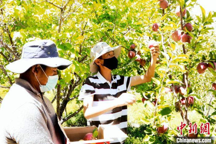 圖為西藏阿里札達縣底雅鄉(xiāng)村民在自家果園采摘果實?！“⑼?攝