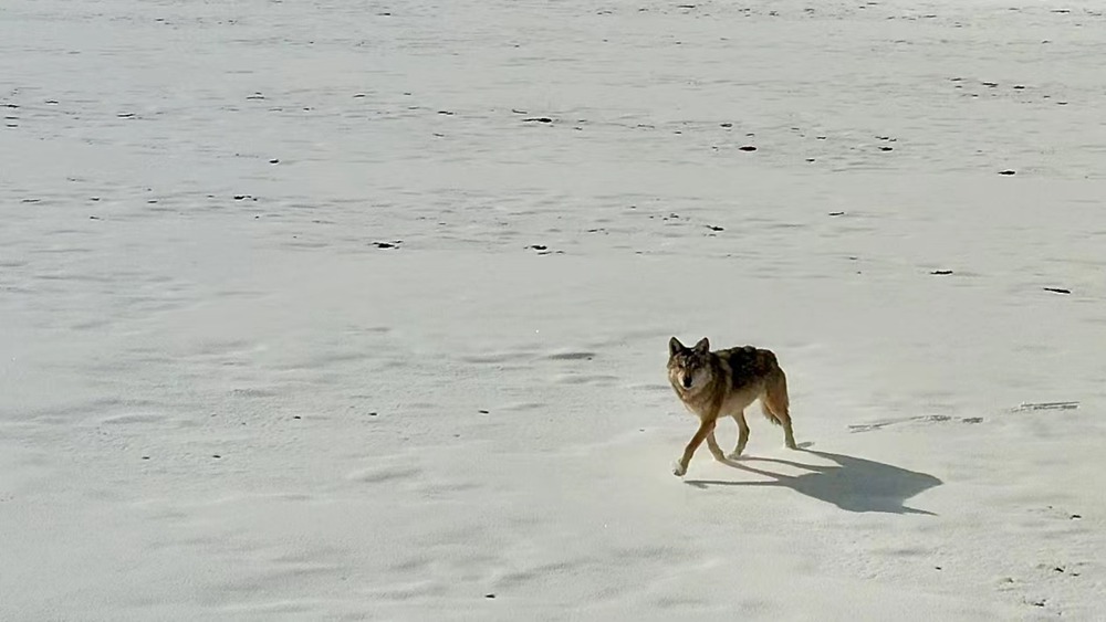 雪地里的阿里“狼”。