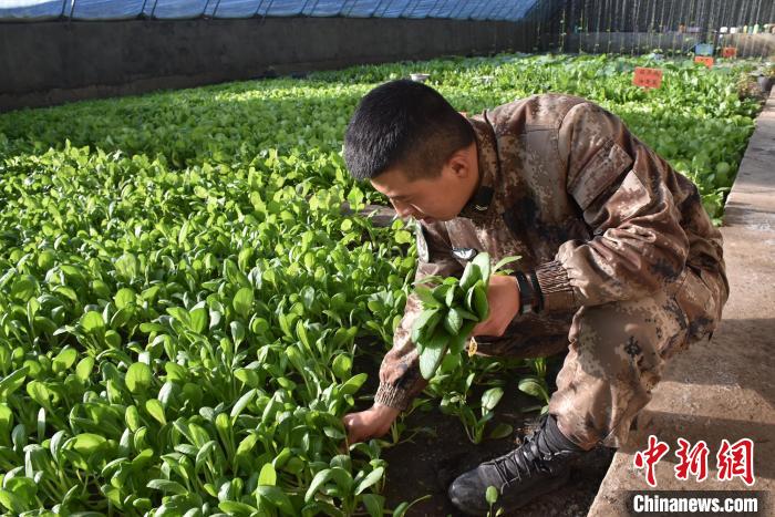 圖為阿里軍分區(qū)某邊防團官兵在溫室摘菜?！￡悋[岳 攝