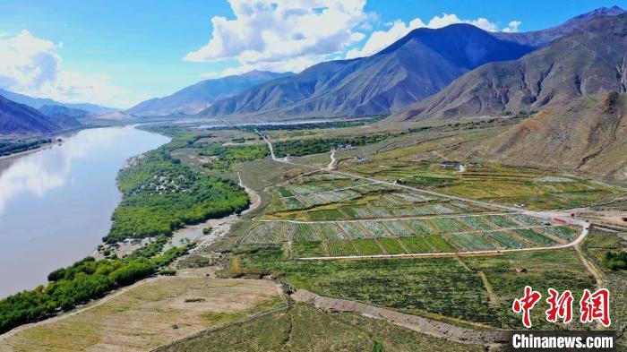 圖為桑日縣葡萄種植基地?！∩侥仙Ｈ湛h委宣傳部提供