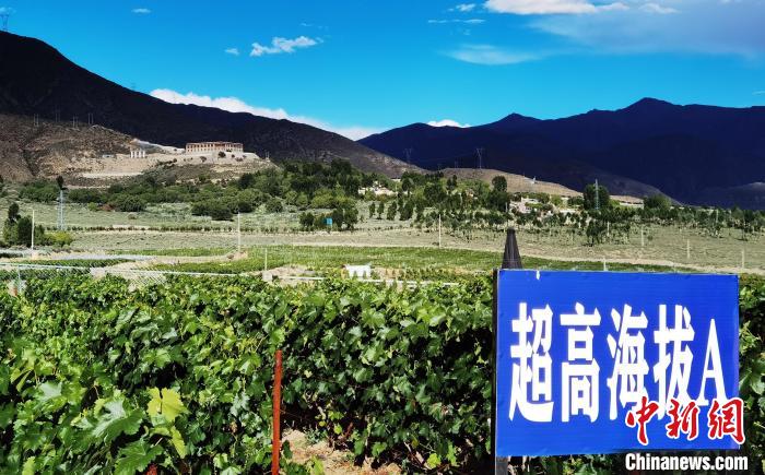 圖為桑日縣種植的葡萄?！∩侥仙Ｈ湛h委宣傳部提供
