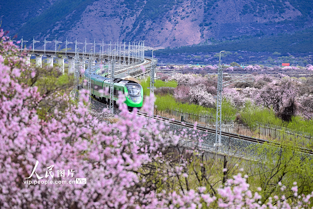 西藏林芝：雪域高原列車穿越花?！?】