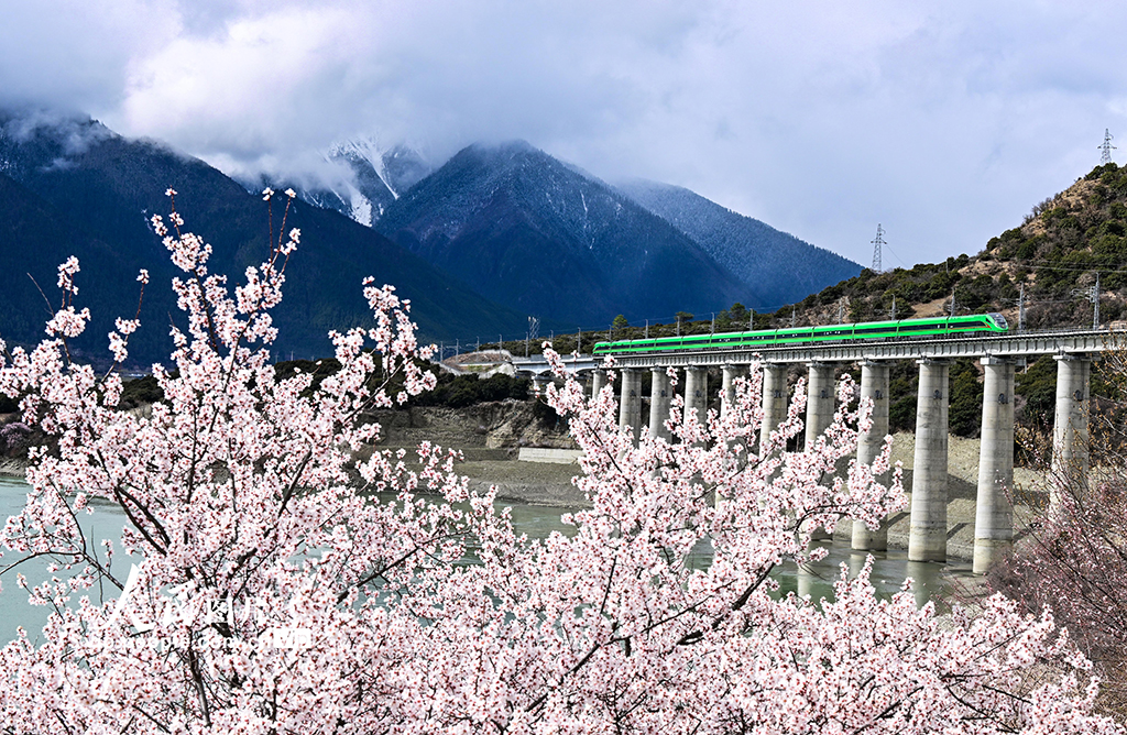 西藏林芝：雪域高原列車穿越花?！?】