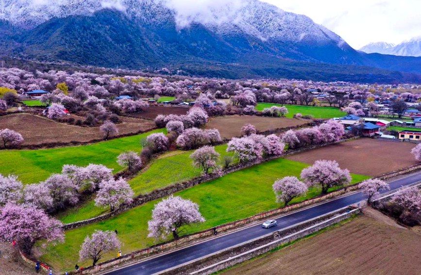 波密縣傾多鎮(zhèn)如納村盛開的桃花。徐馭堯攝