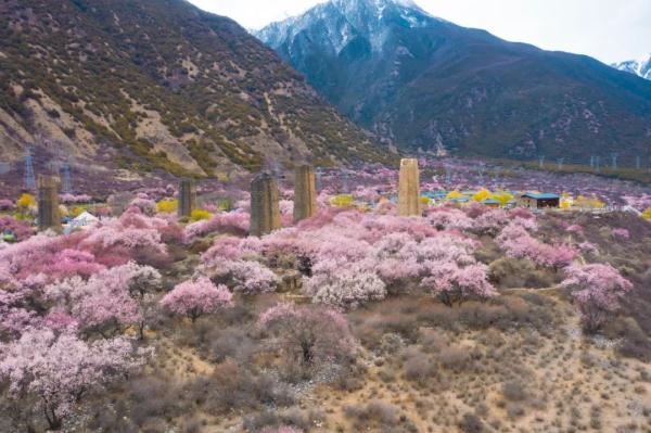 人間桃花源！林芝桃花有多絕？