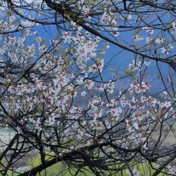 人間桃花源！林芝桃花有多絕？