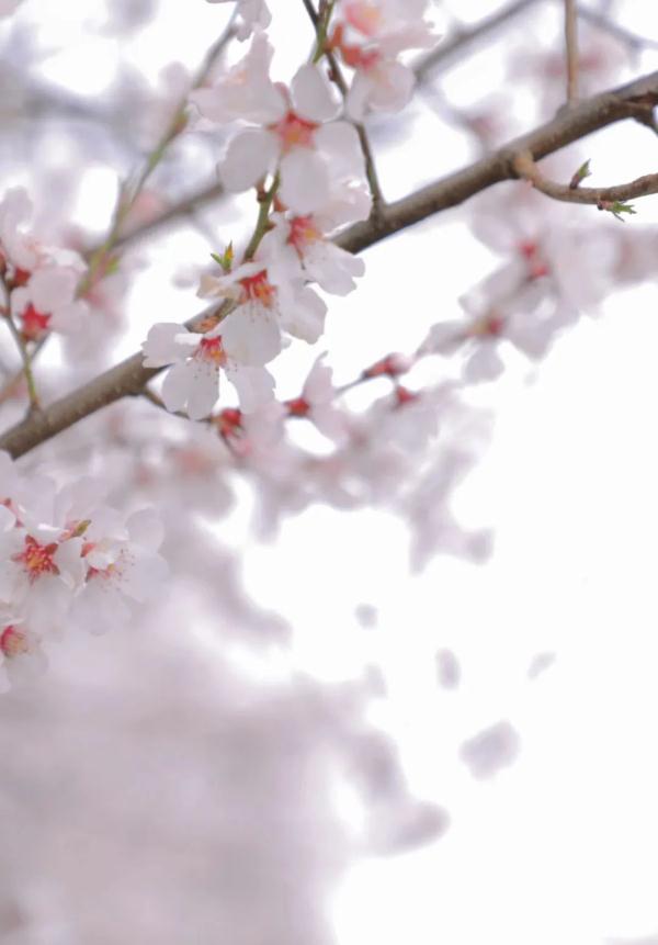 人間桃花源！林芝桃花有多絕？