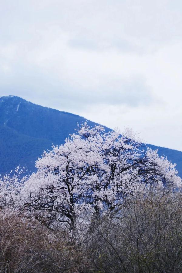 人間桃花源！林芝桃花有多絕？