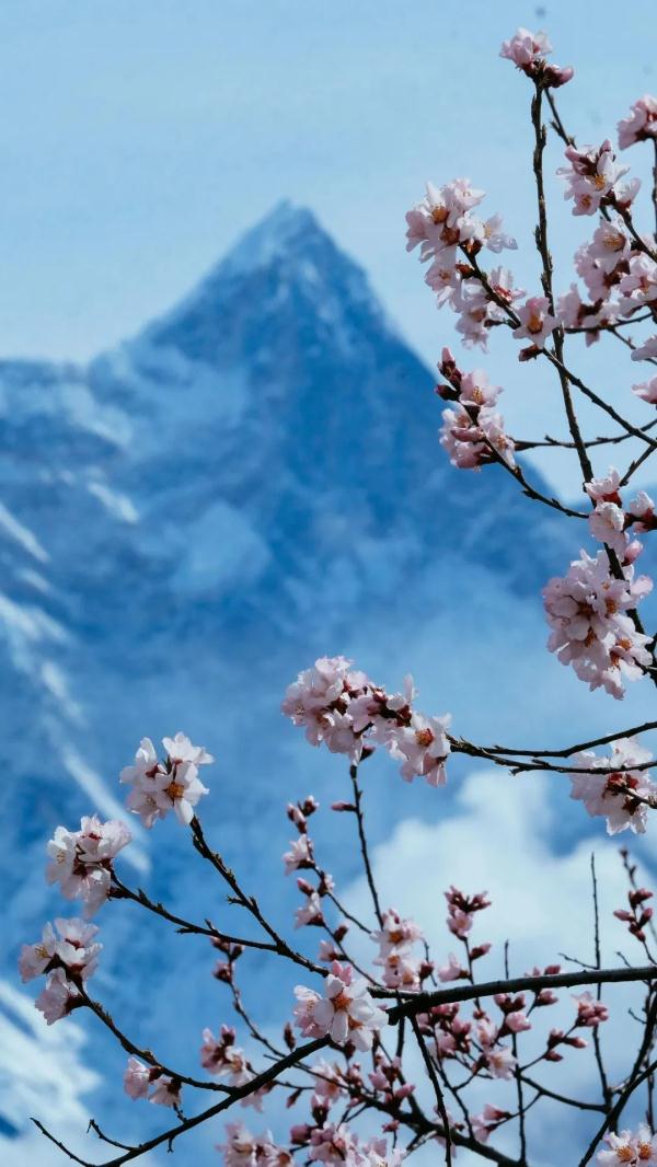 人間桃花源！林芝桃花有多絕？