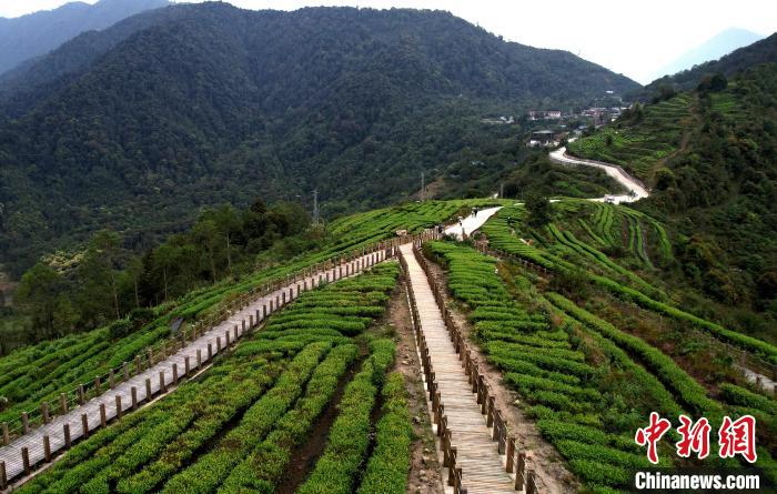 圖為西藏林芝市墨脫縣背崩鄉(xiāng)格林村山頂?shù)木坝^茶園。(無(wú)人機(jī)照片) 李林 攝