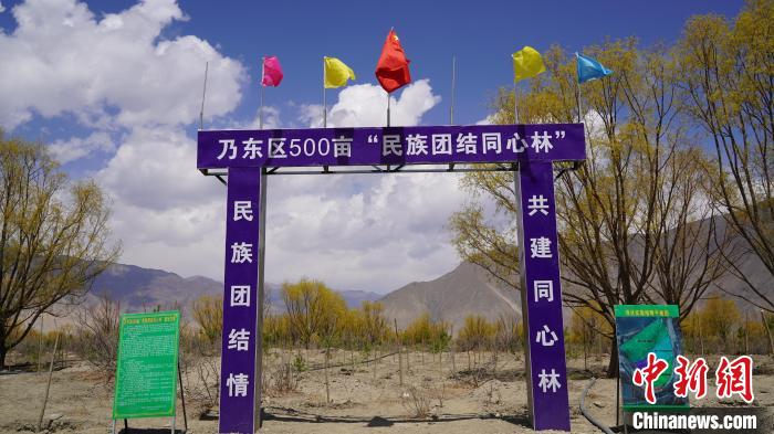 圖為“民族團結同心林”項目?！∧藮|融媒供圖