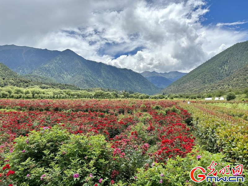 我們的家園丨工布花谷：高原花開香飄全國，產(chǎn)業(yè)經(jīng)濟(jì)增收致富